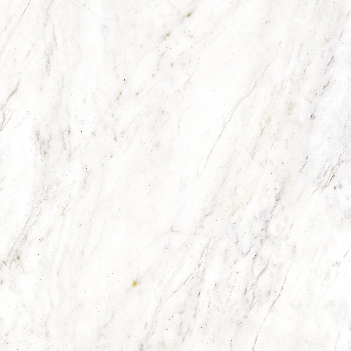 APOLLO WHITE