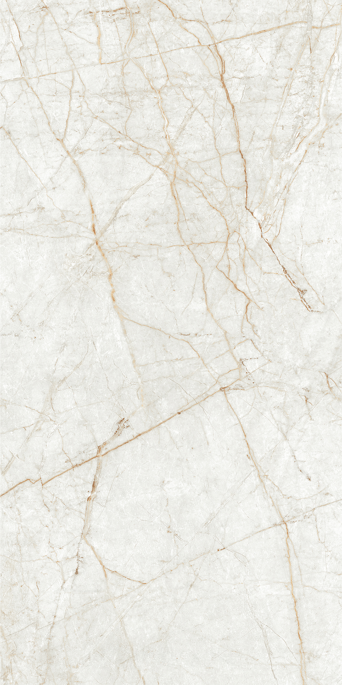 ALGARIA OYSTER