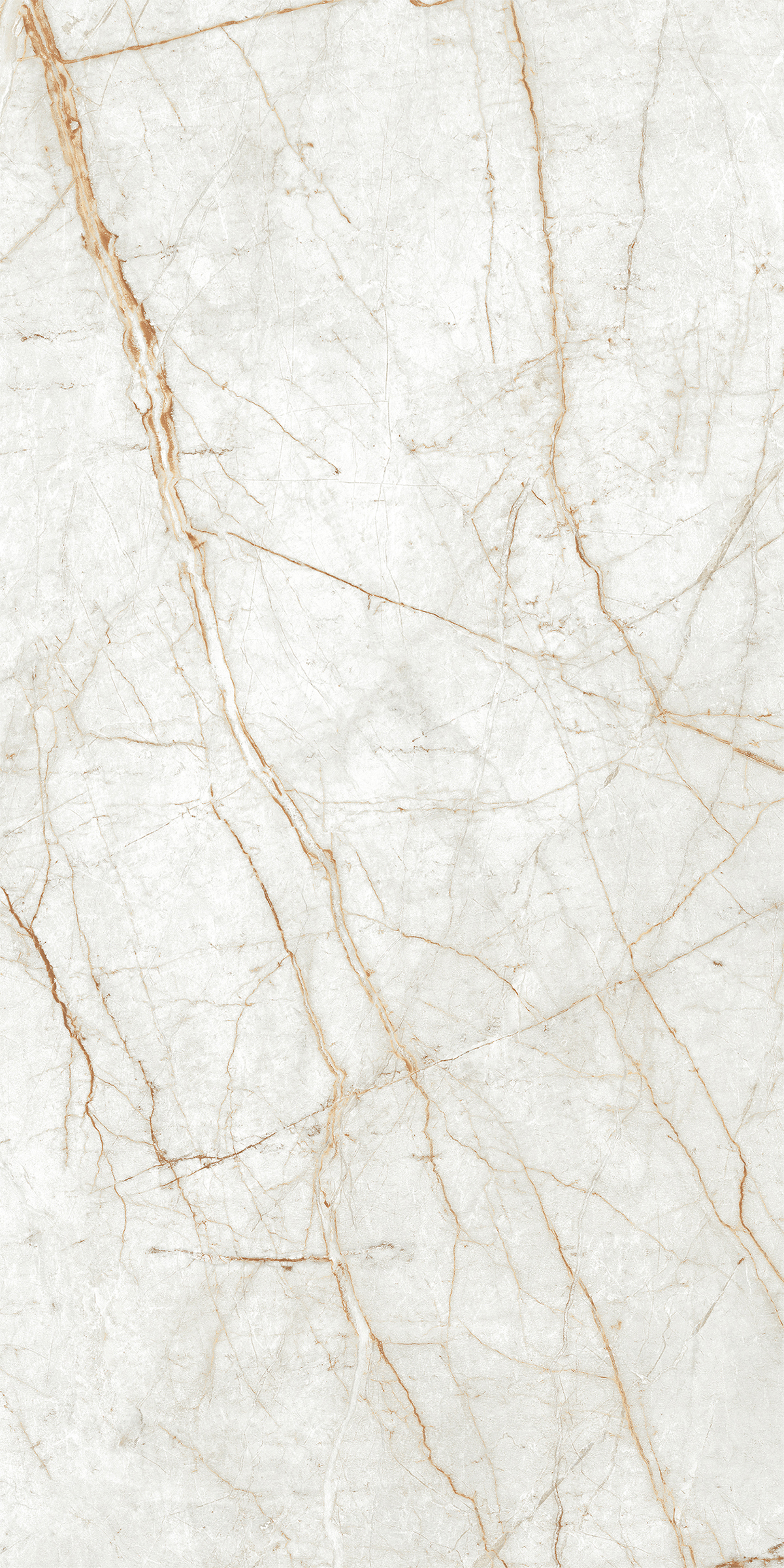 ALGARIA OYSTER