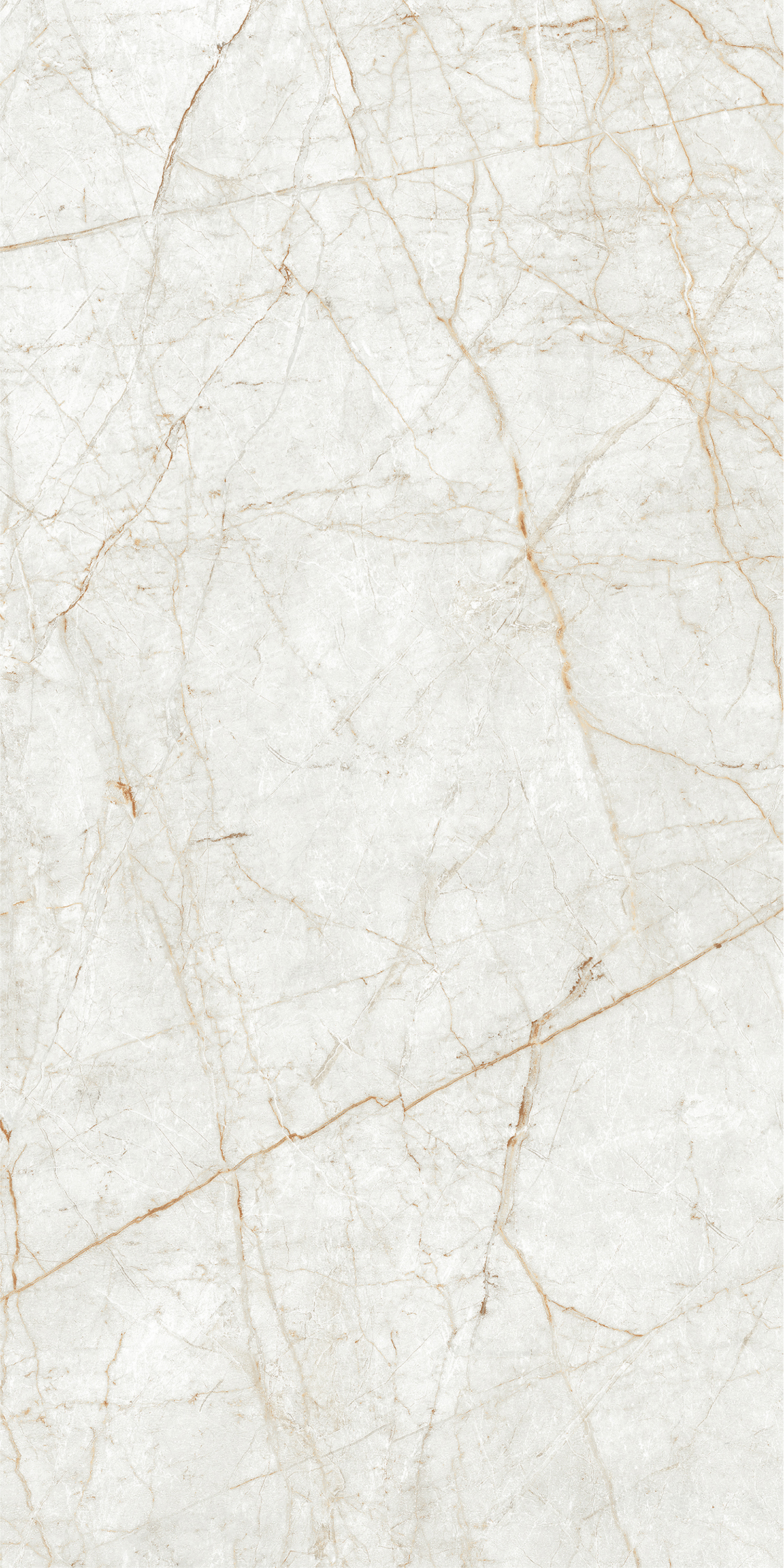 ALGARIA OYSTER