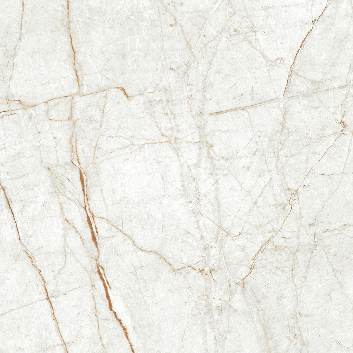 ALGARIA OYSTER
