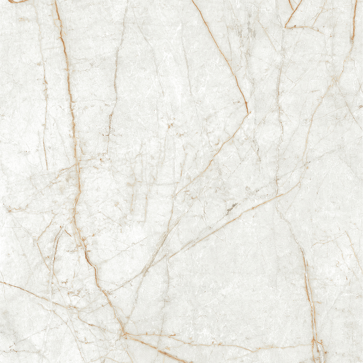 ALGARIA OYSTER