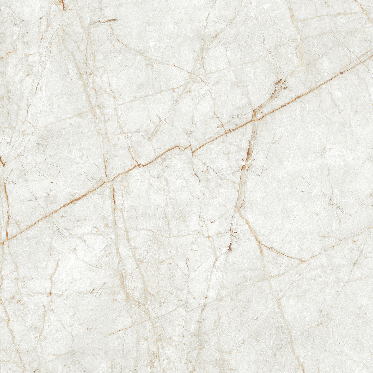 ALGARIA OYSTER