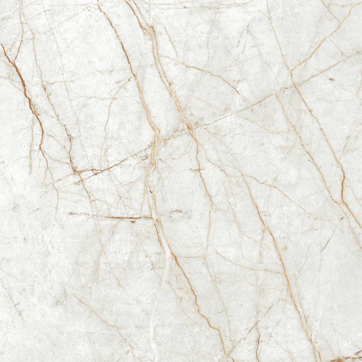 ALGARIA OYSTER