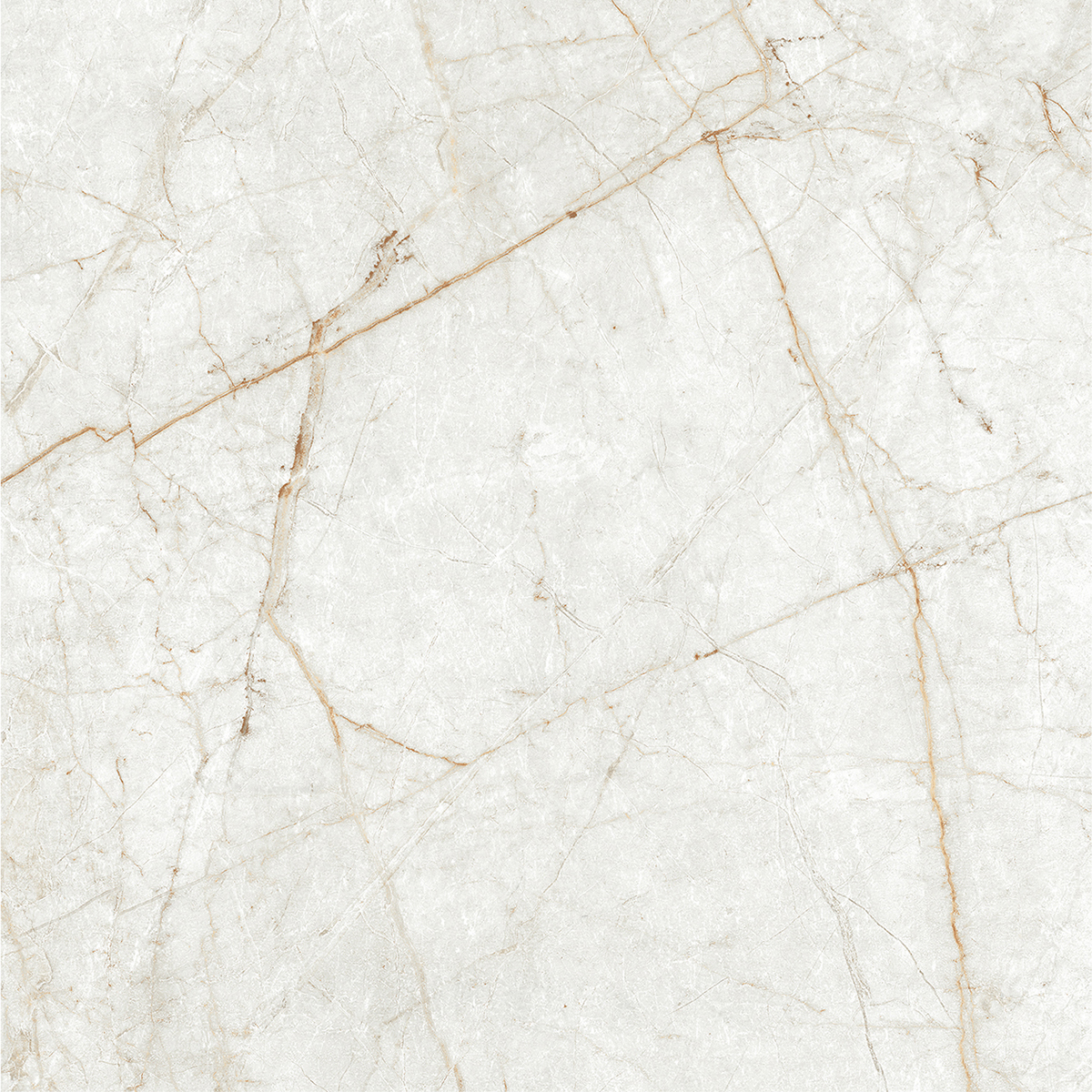 ALGARIA OYSTER