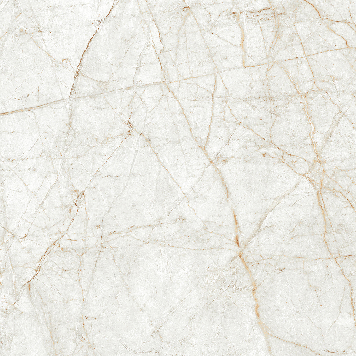 ALGARIA OYSTER