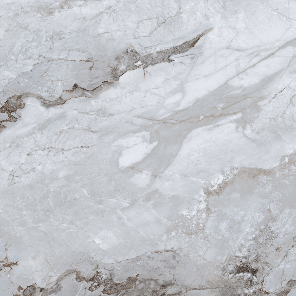 ALBINO GREY