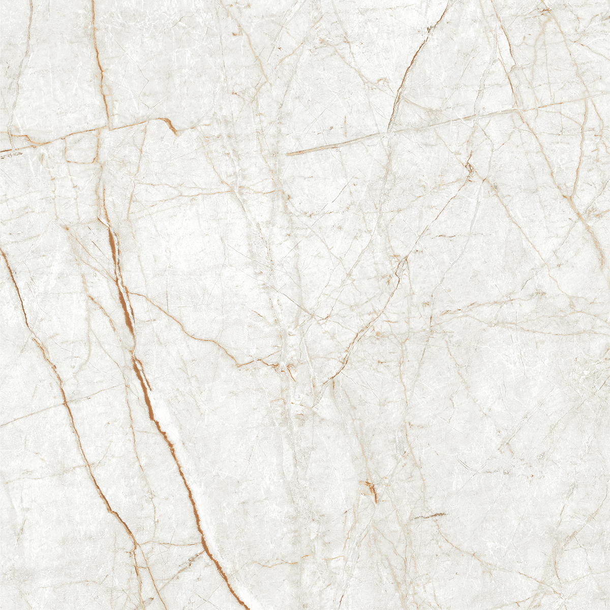 ALGARIA OYSTER
