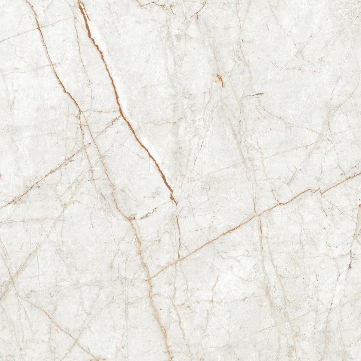 ALGARIA OYSTER