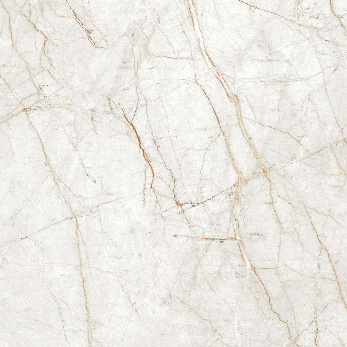 ALGARIA OYSTER