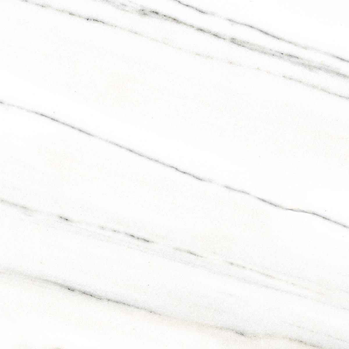 FRENCH WHITE