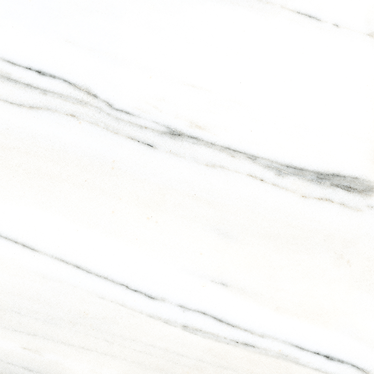 FRENCH WHITE
